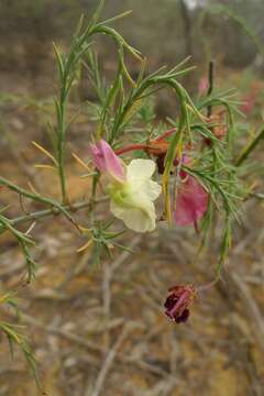 Image of Yellow Leschenaultia