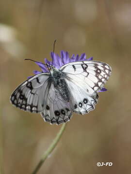 Image of Italian Marbled White