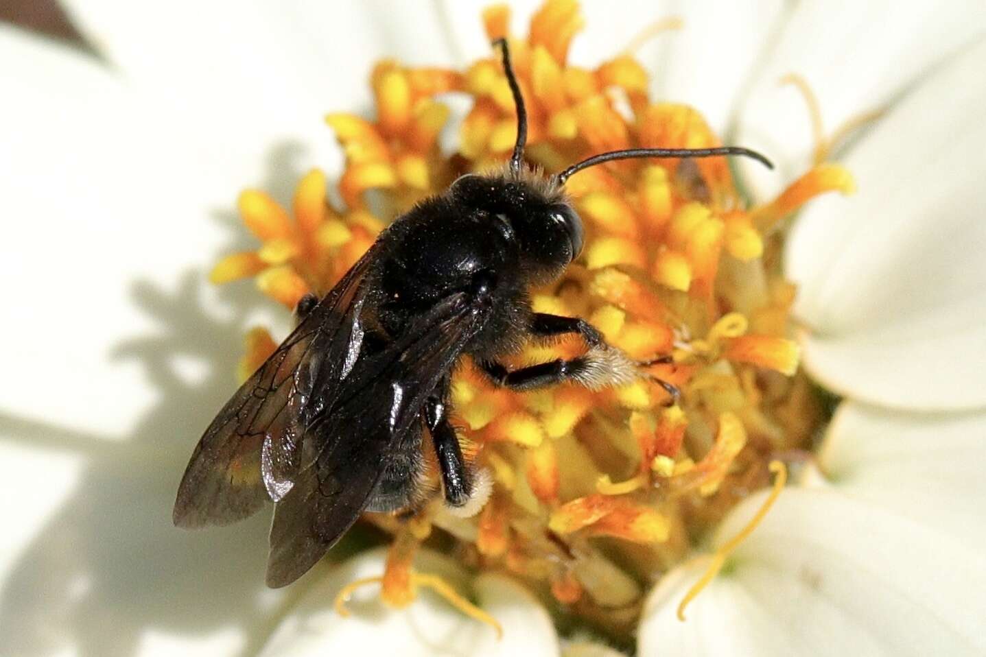 Image of Melissodes bimaculatus bimaculatus (Lepeletier 1825)