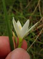 Image of Hesperantha lactea Baker