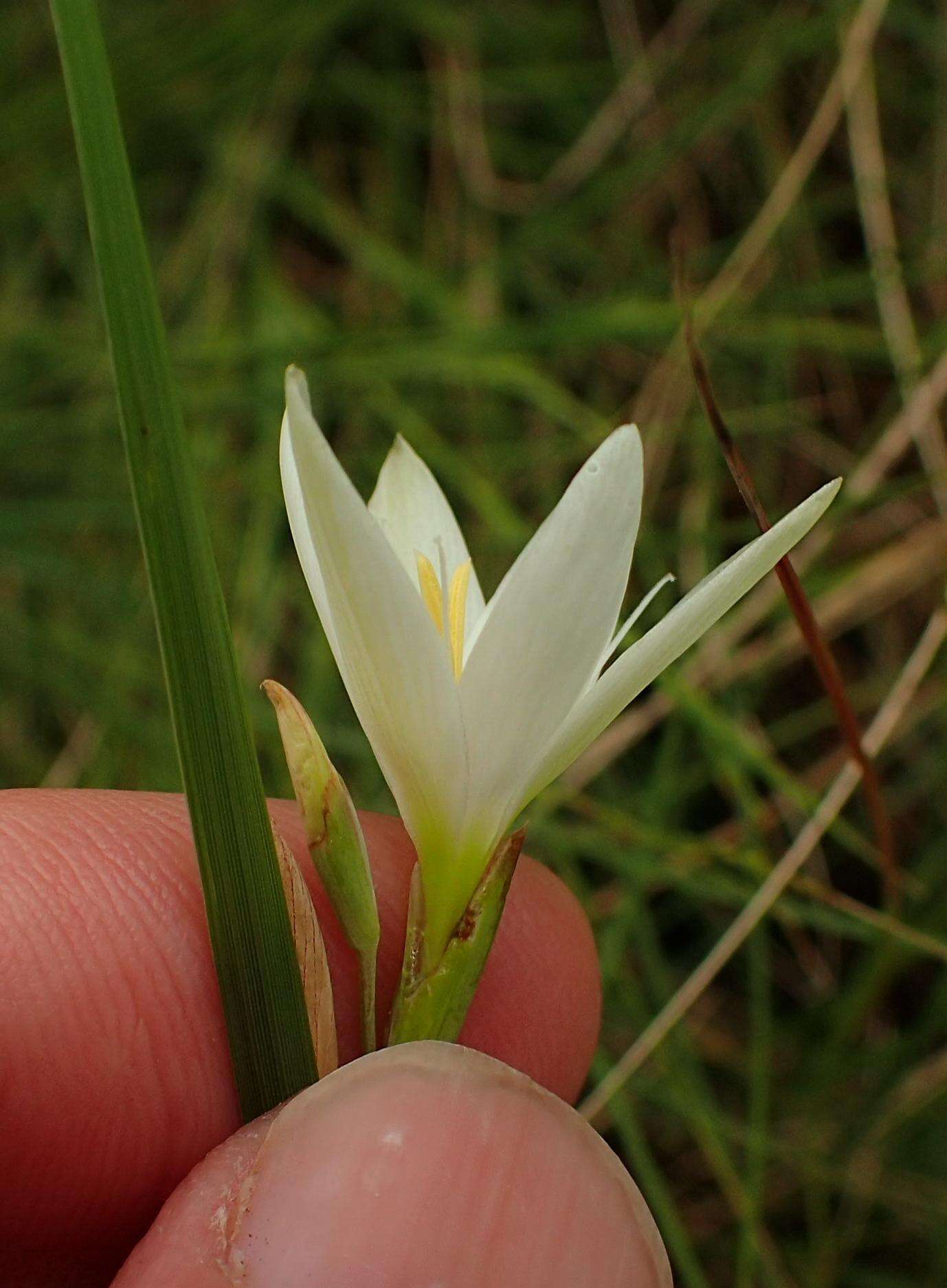 Image of Hesperantha lactea Baker