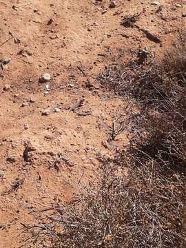 Image of Busack's Fringe-fingered Lizard