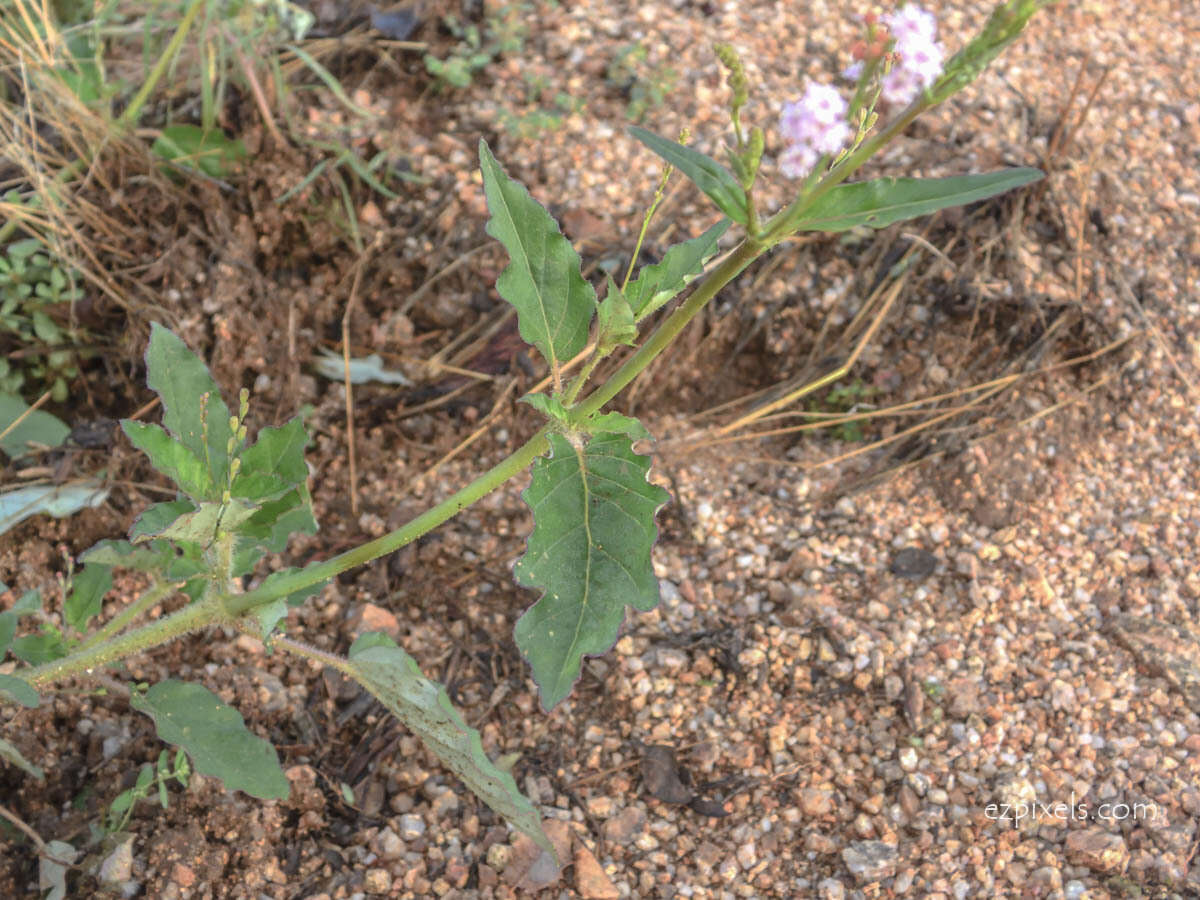 Imagem de Boerhavia coulteri (Hook. fil.) S. Wats.