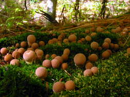 Imagem de Lycoperdon pyriforme Schaeff. 1774