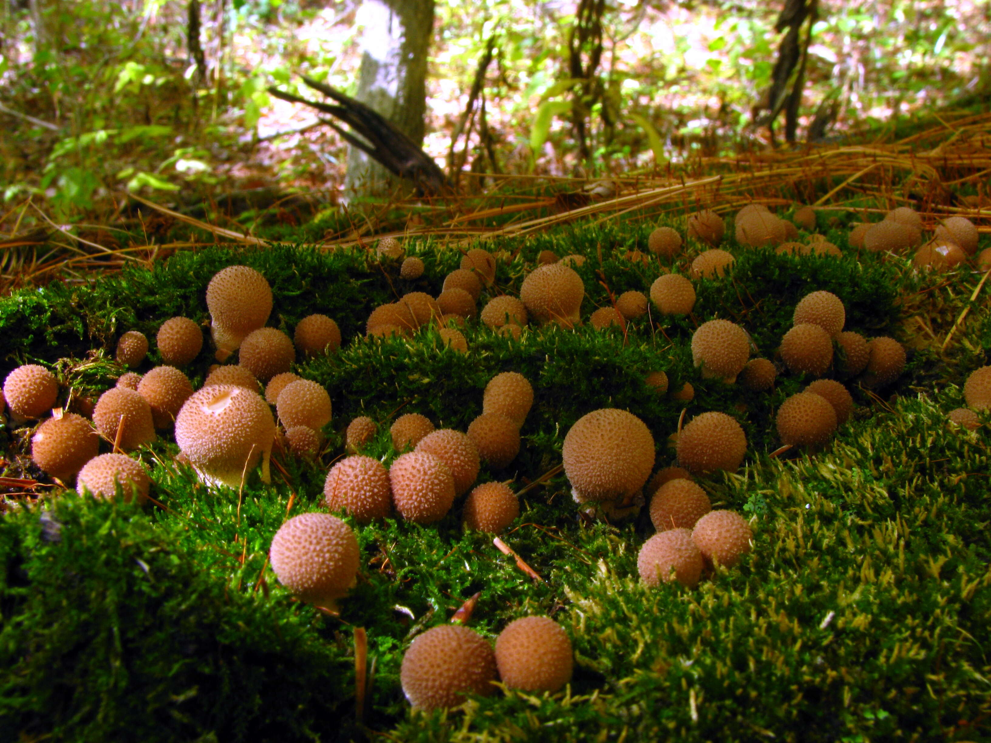 Imagem de Lycoperdon pyriforme Schaeff. 1774