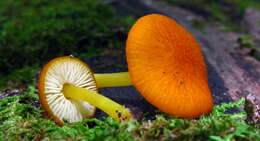 Image of Pluteus