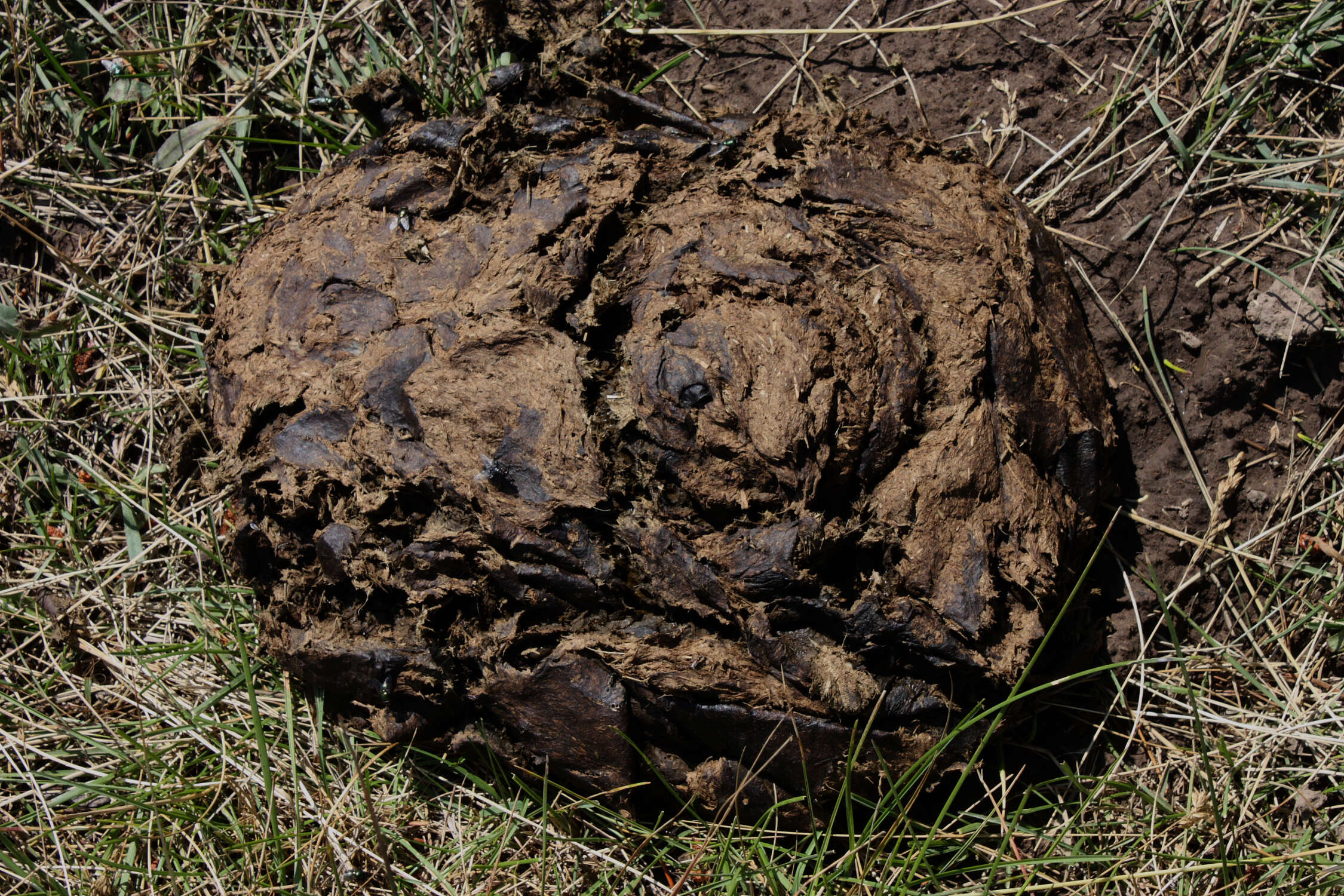 Image of American Bison