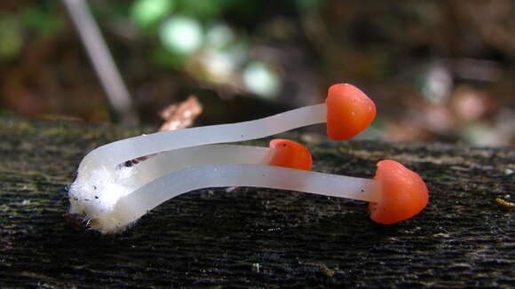 Image of Atheniella adonis (Bull.) Redhead, Moncalvo, Vilgalys, Desjardin & B. A. Perry 2012