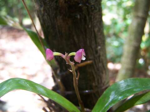 Imagem de Polystachya rosea Ridl.