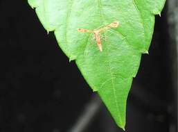 Image de Nippoptilia cinctipedalis Walker 1864