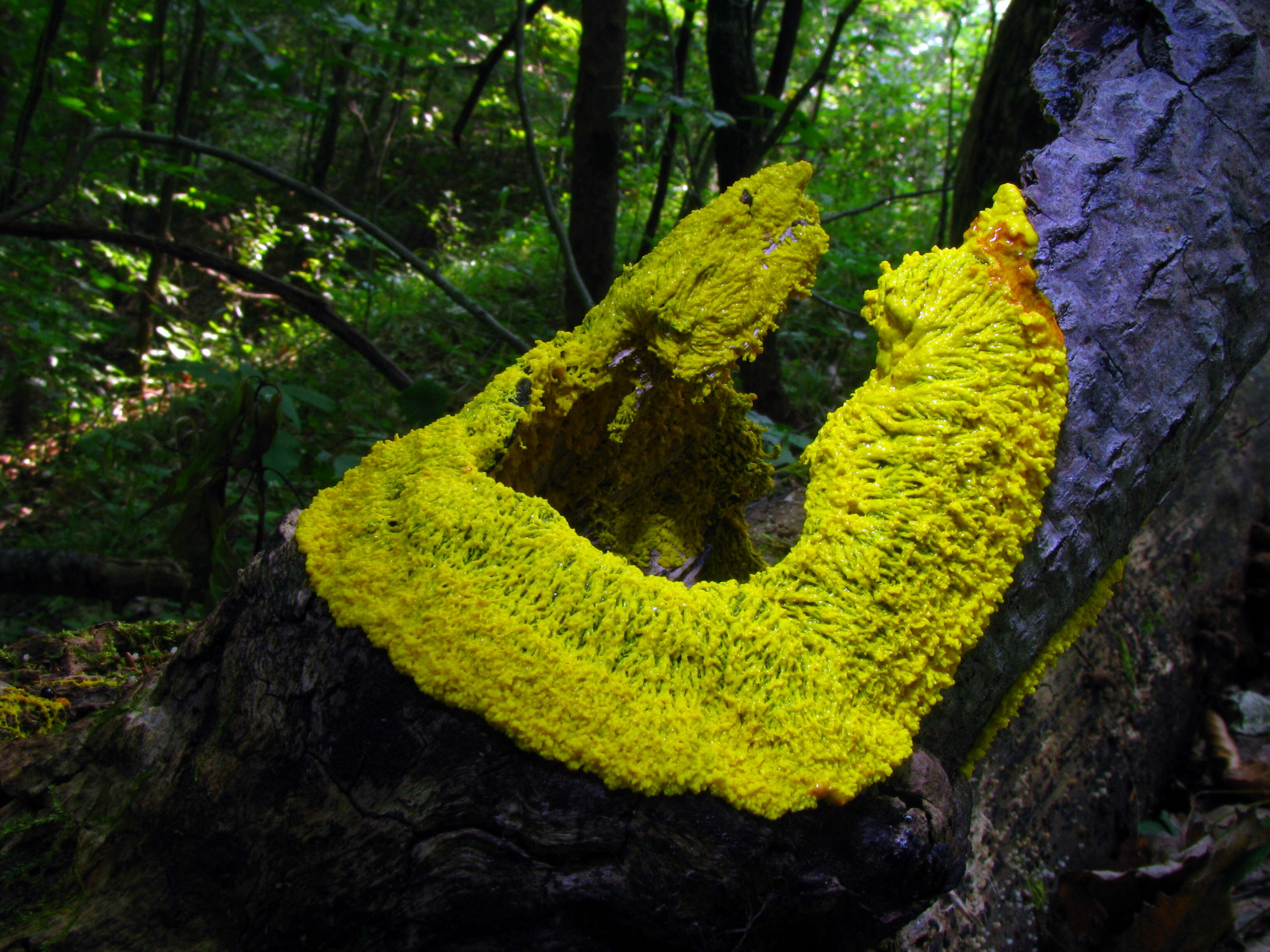 Image of Dog vomit slime mold