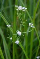 Imagem de Galium palustre L.