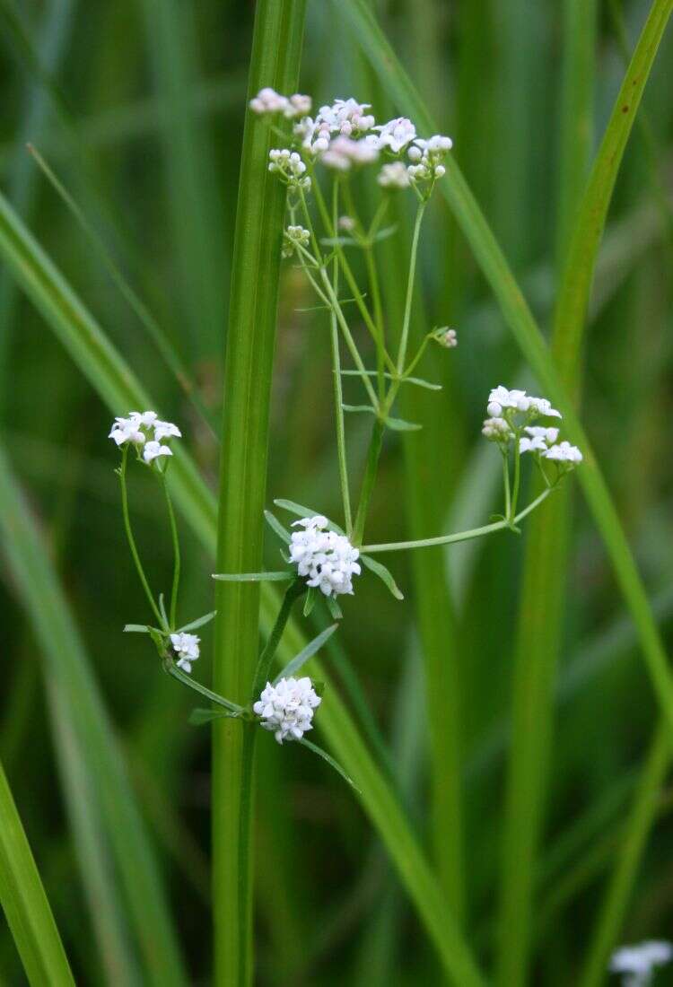 Imagem de Galium palustre L.