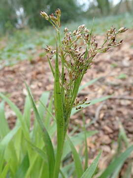 Imagem de Luzula sylvatica (Hudson) Gaudin