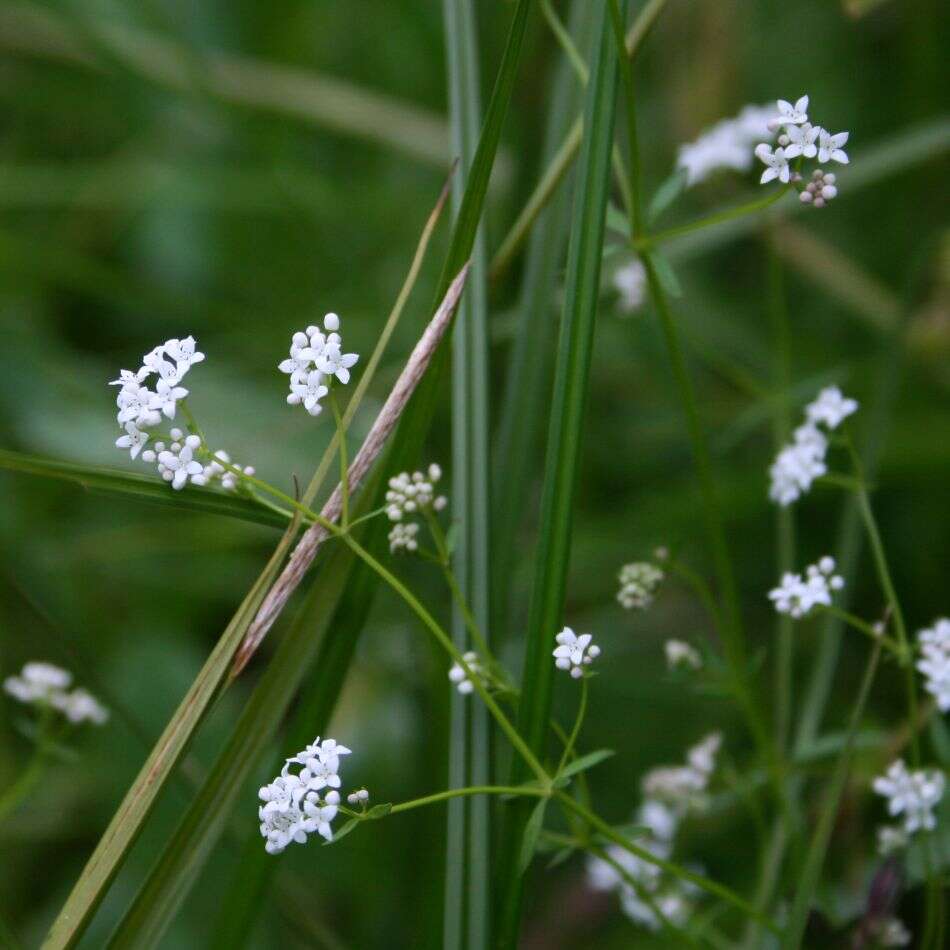 Imagem de Galium palustre L.