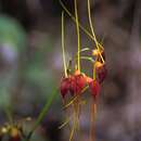 Image of Masdevallia schlimii Linden ex Lindl.