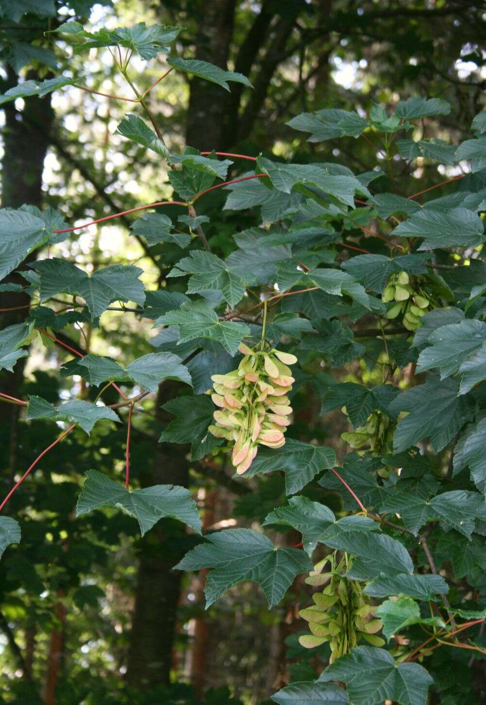 Imagem de Acer pseudoplatanus L.