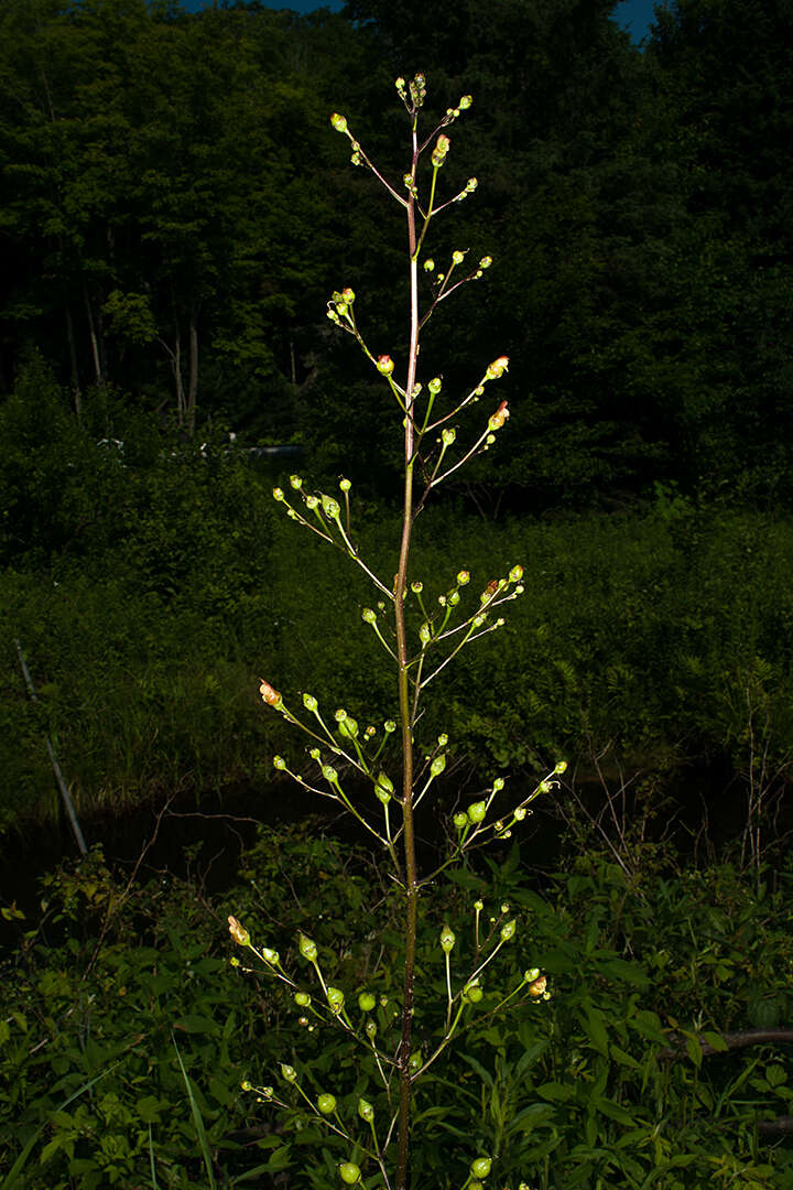 Imagem de Scrophularia lanceolata Pursh