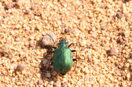 Imagem de Calosoma (Calosoma) schayeri Erichson 1842