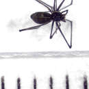 Image of Pahoroides aucklandica Fitzgerald & Sirvid 2011