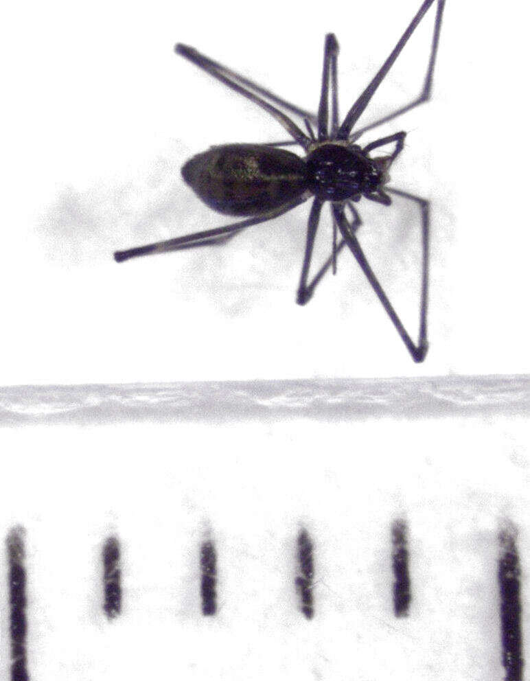 Image of Pahoroides aucklandica Fitzgerald & Sirvid 2011