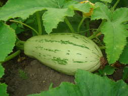 Image of field pumpkin