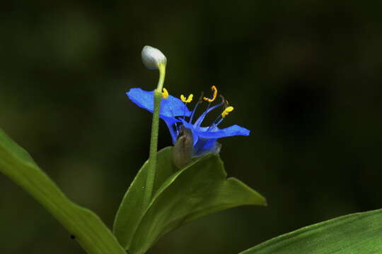 Слика од Commelina clavata C. B. Clarke