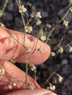 Image of Parry's buckwheat