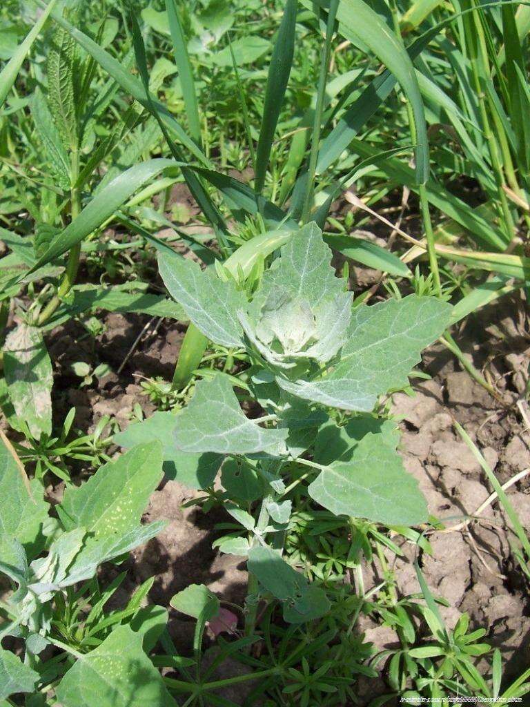 Imagem de Chenopodium album L.