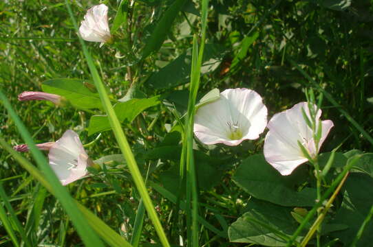 Image of Field Bindweed