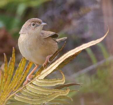 Image of Madagascan Cisticola