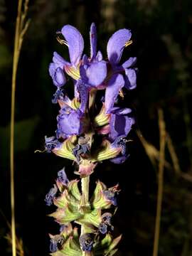 Imagem de Salvia nemorosa subsp. pseudosylvestris (Stapf) Bornm.