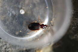 Image of Ground beetle