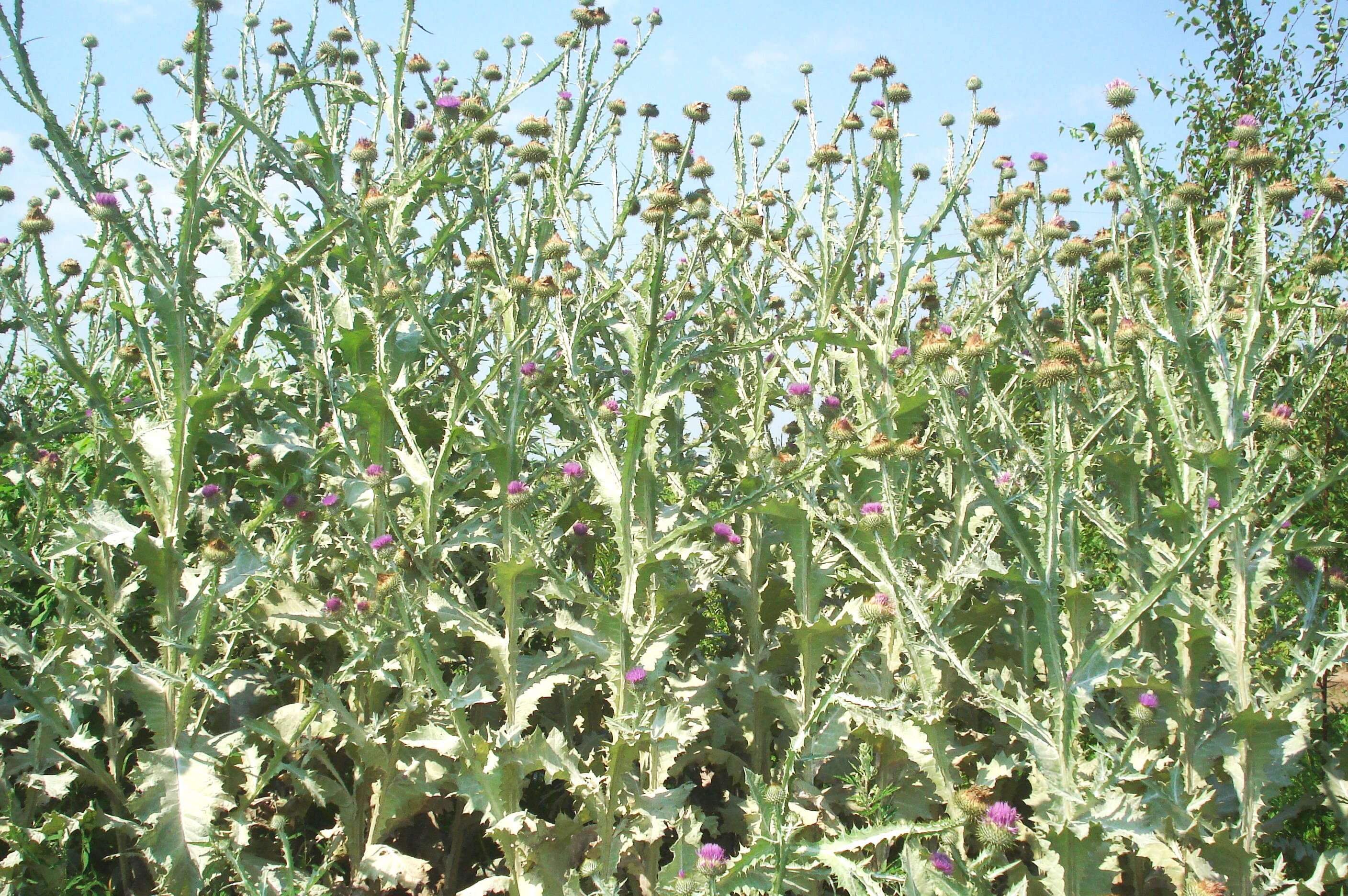 Image of Cotton Thistle
