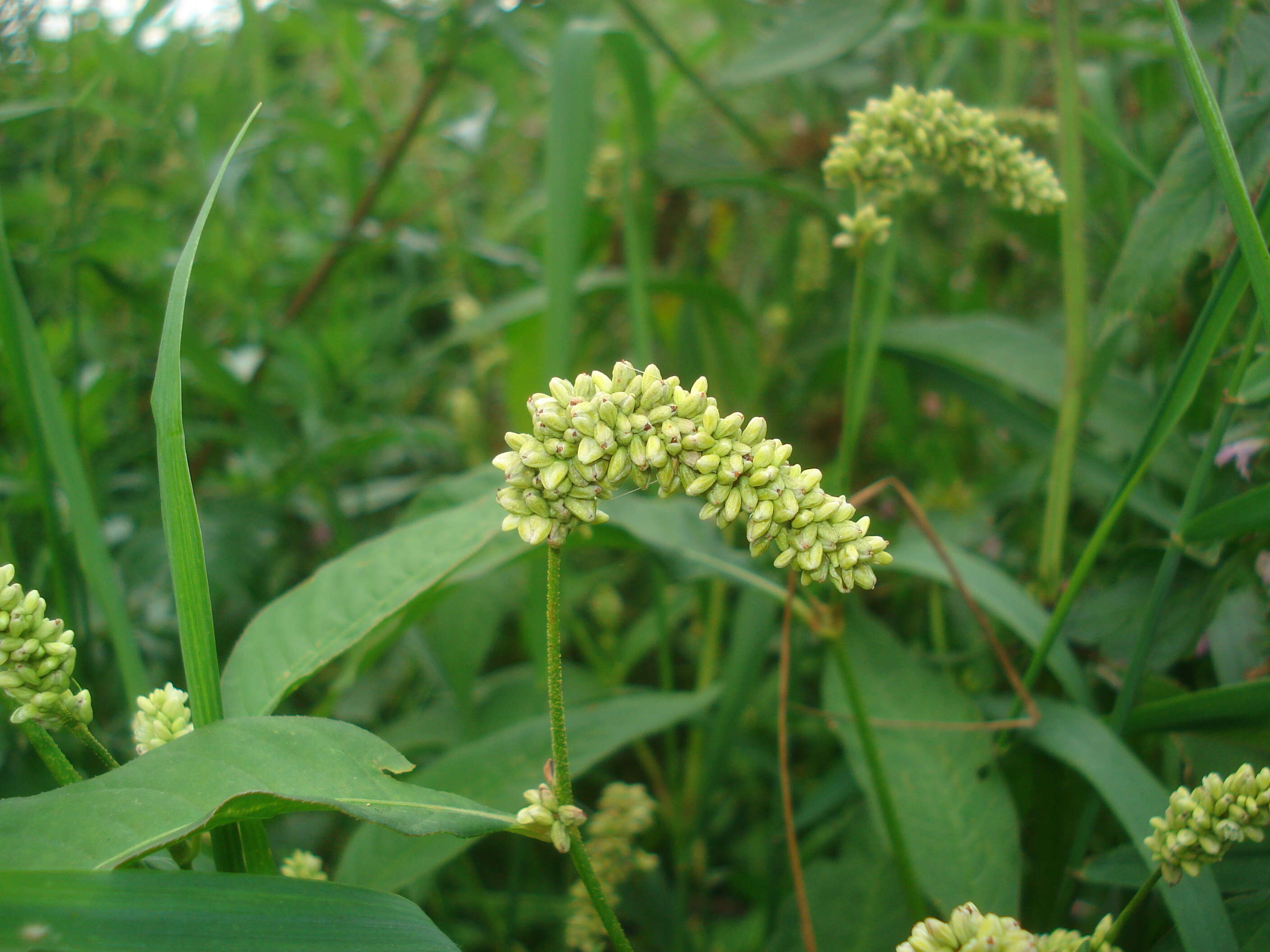 Image of Dock-Leaf Smartweed