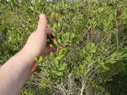 Image of rusty staggerbush