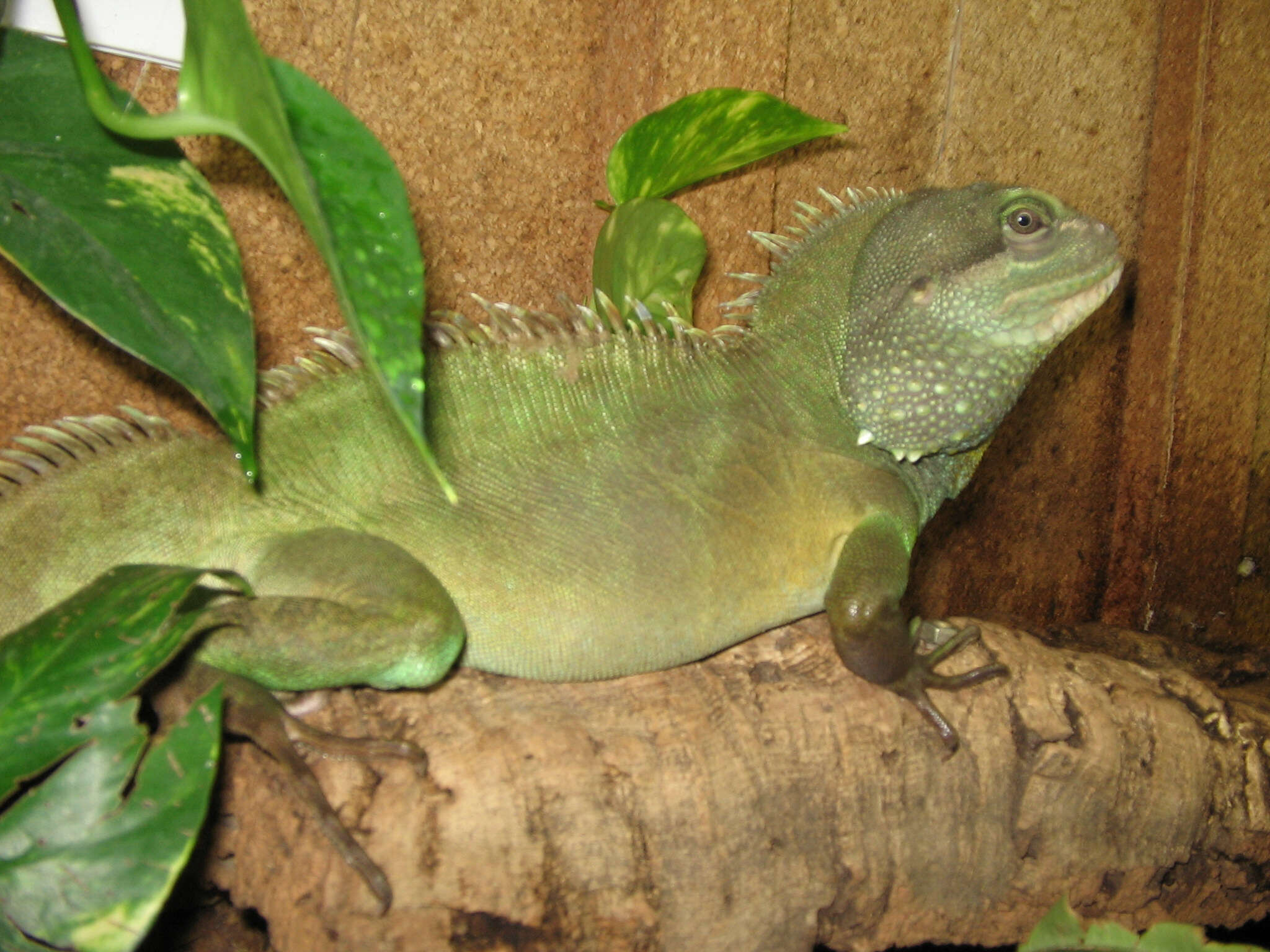 Physignathus resmi