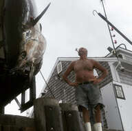 Image of Atlantic Bluefin Tuna