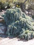 Image of cootamundra wattle