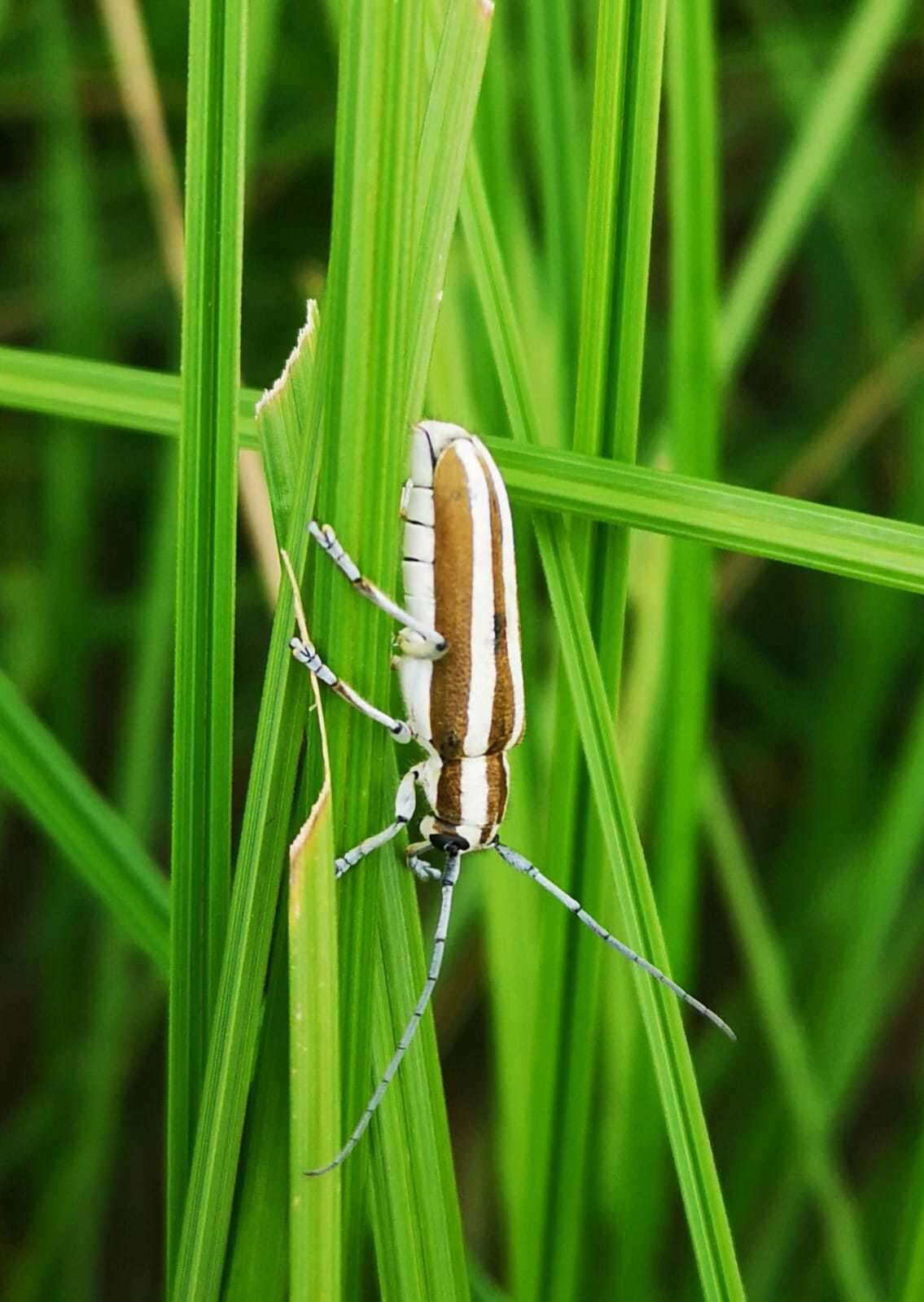 Image of Round-headed Apple Tree Borer