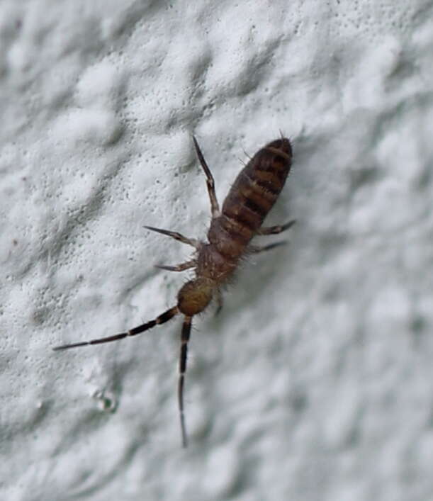 Image of Orchesella multifasciata Scherbakov & AM 1898