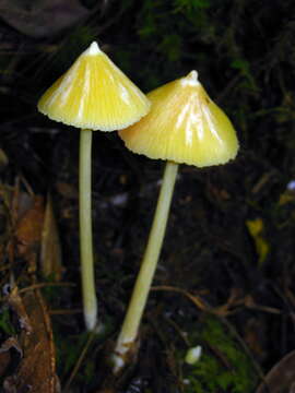 Image of Entoloma murrayi (Berk. & M. A. Curtis) Sacc. 1899