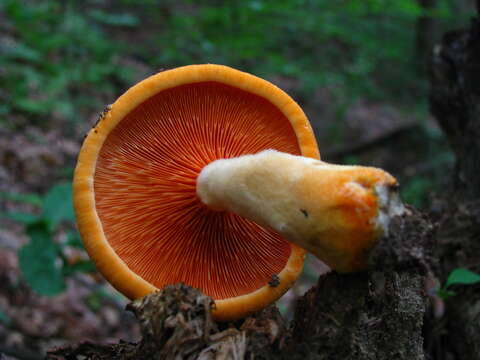 Imagem de Hygrophoropsis aurantiaca (Wulfen) Maire 1921