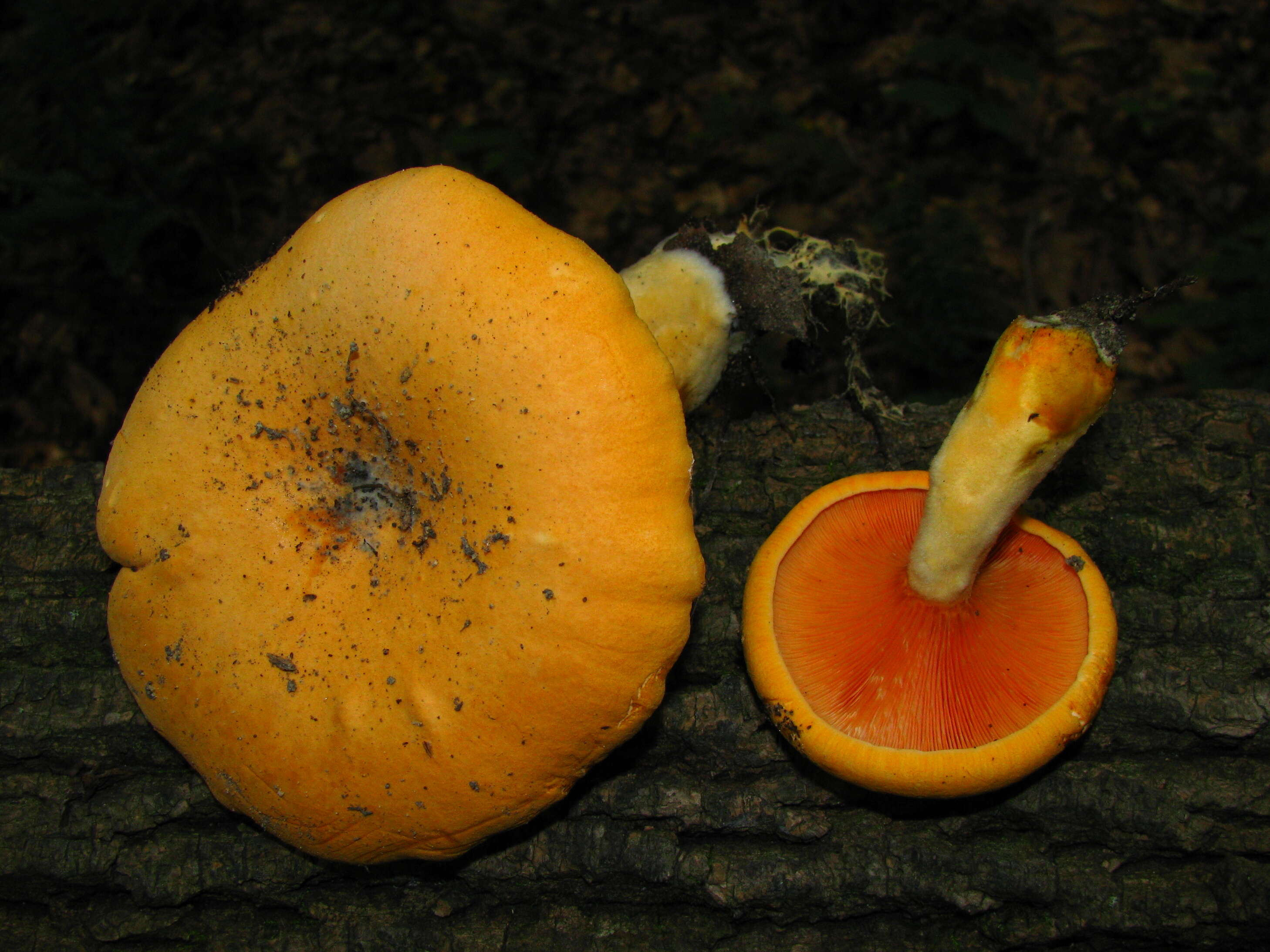 Imagem de Hygrophoropsis aurantiaca (Wulfen) Maire 1921