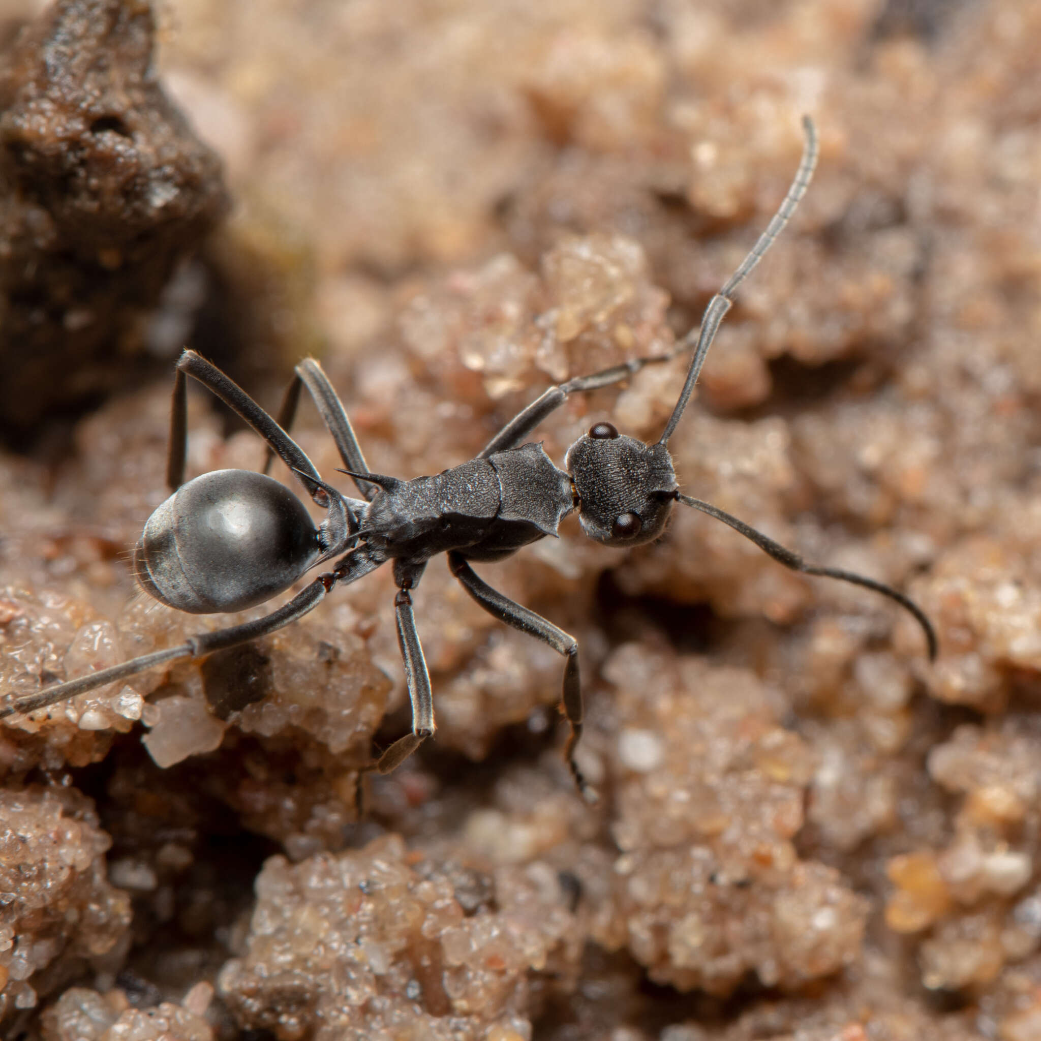 Image of Polyrhachis sokolova Forel 1902