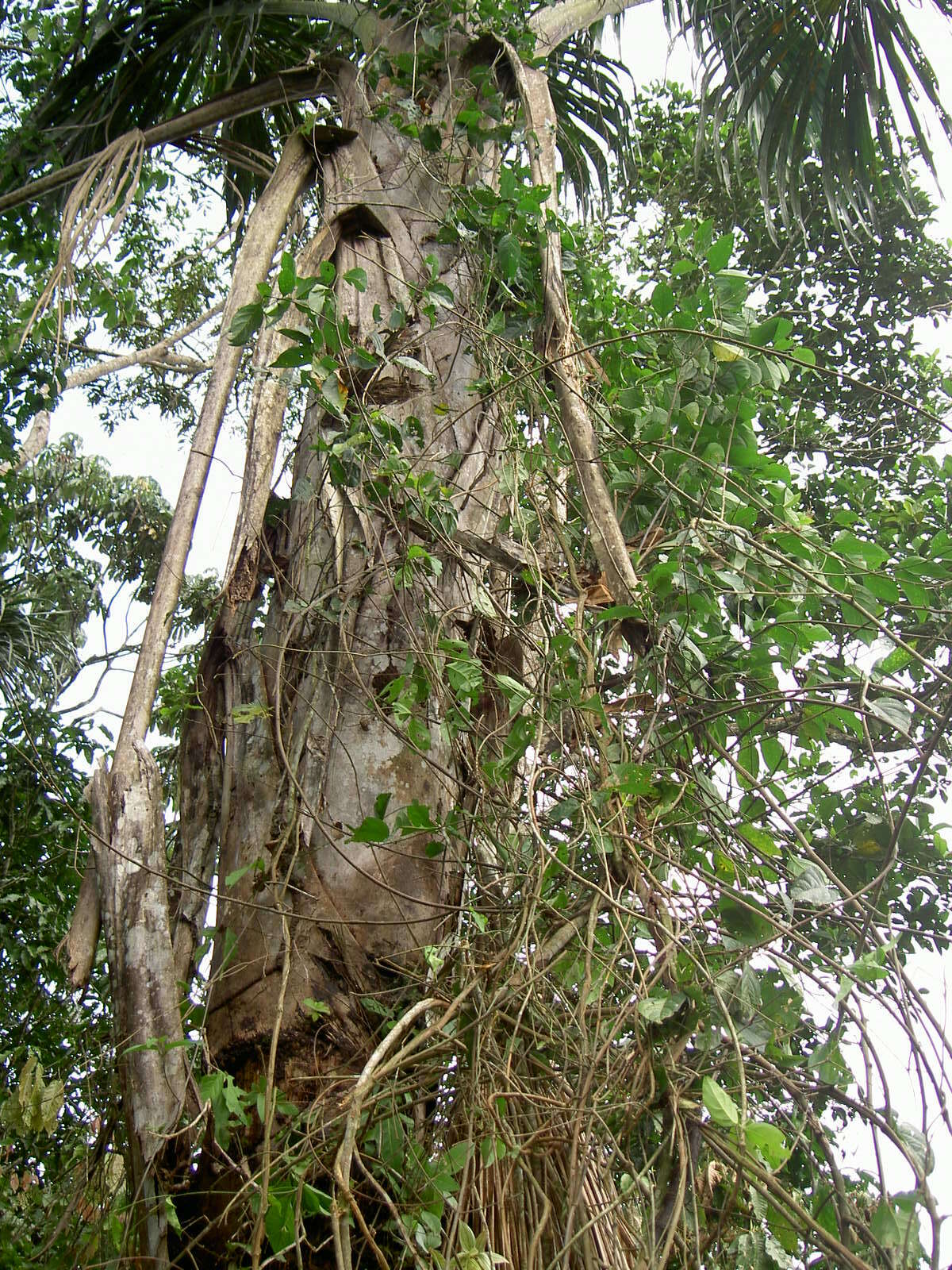 Image of ayahuasca