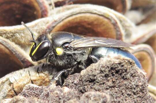 Imagem de Hylaeus alcyoneus (Erichson 1842)