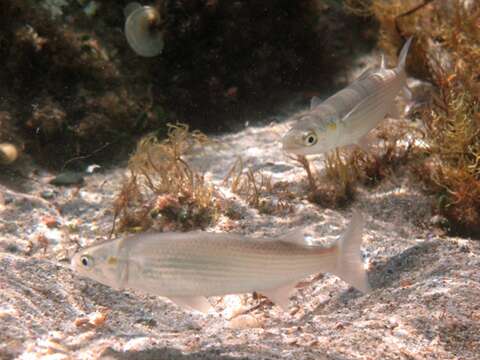 Image of Golden Grey Mullet