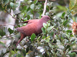 Patagioenas nigrirostris (Sclater & PL 1860) resmi