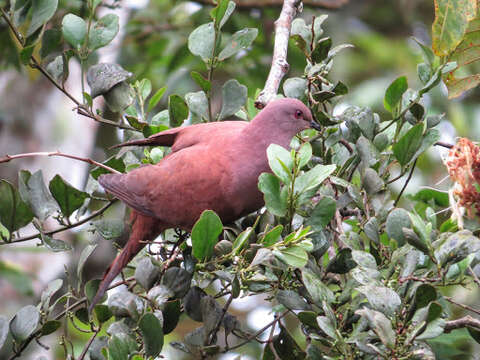 Patagioenas nigrirostris (Sclater & PL 1860) resmi